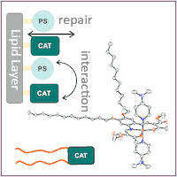 Integration of Nobel metal-free Catalysts in Soft Matter Matrixes to enable light-driven catalysis